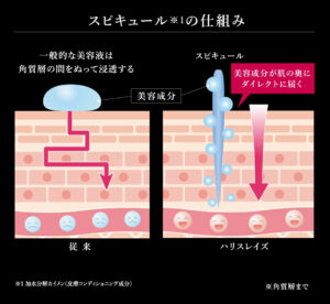 皮膚の仕組み